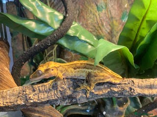 Gecko reptiles Breeding pair of geckos - Advert 16