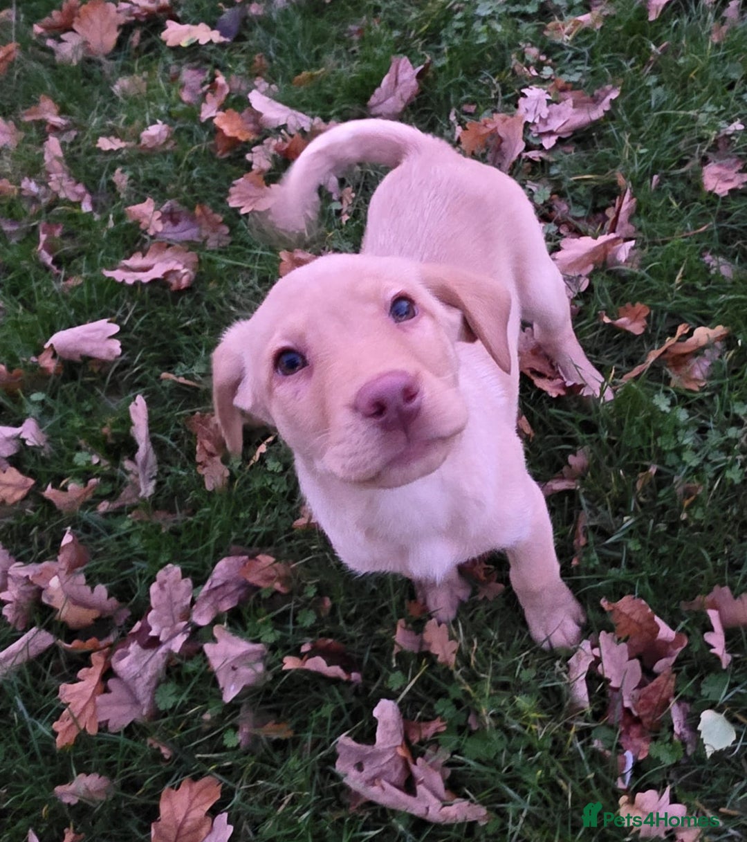 Labrador Retriever dogs for sale: Labrador Puppies Ready for Their Forever Homes🐶💛 - Image 5