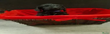 Doxiepoo 5