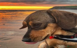 Mixed Breed dogs for sale: Mixed breed rescue dog from Cyprus  - Image 7