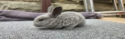 Rex rabbits for sale: Rex & Mini Rex Kits Available - Advert 9