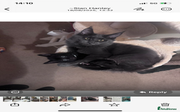 Maine Coon cats for sale: 16 week old Maine coon champion lineage  - Image 5