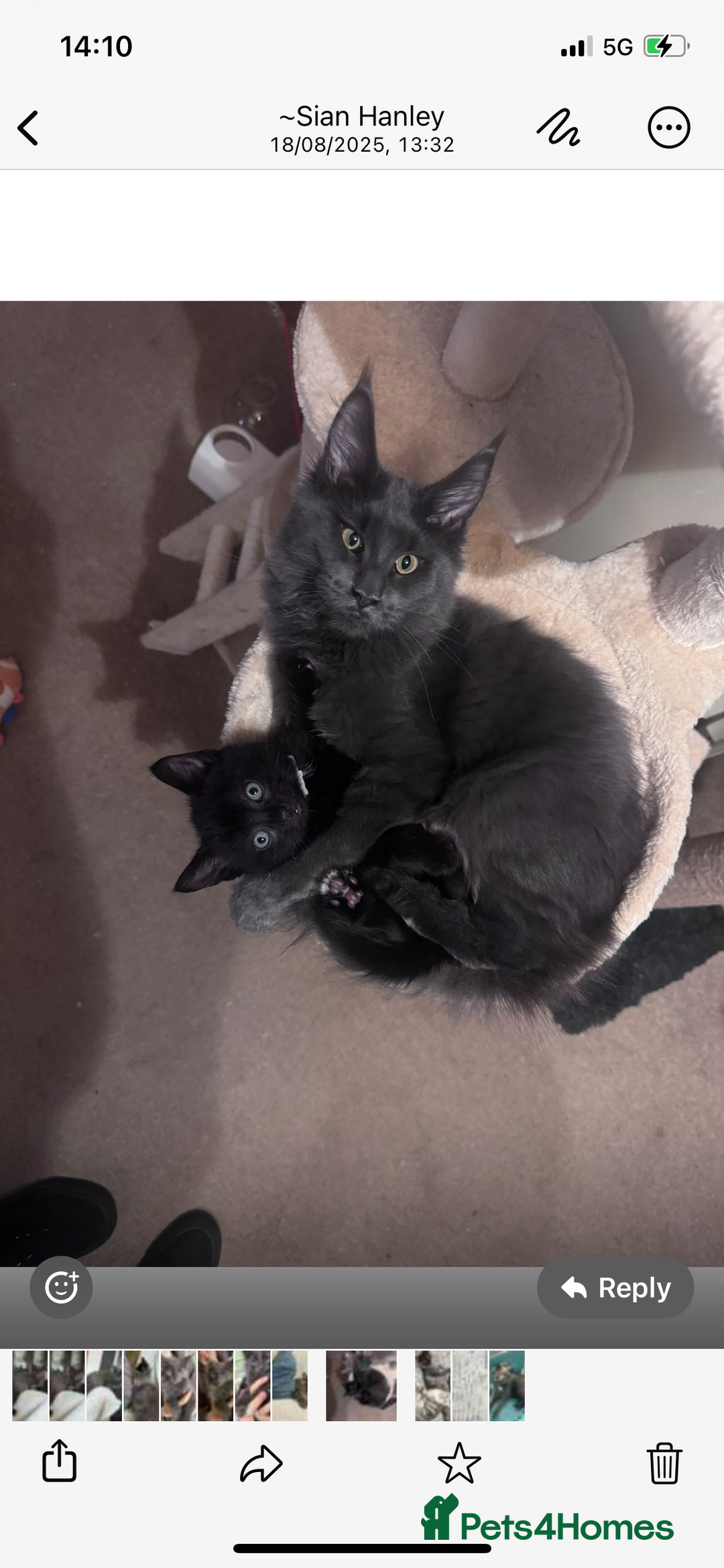 Maine Coon cats for sale: 16 week old Maine coon champion lineage  - Image 5