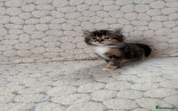 Mixed Breed cats for sale: 7 little kittens - Image 14