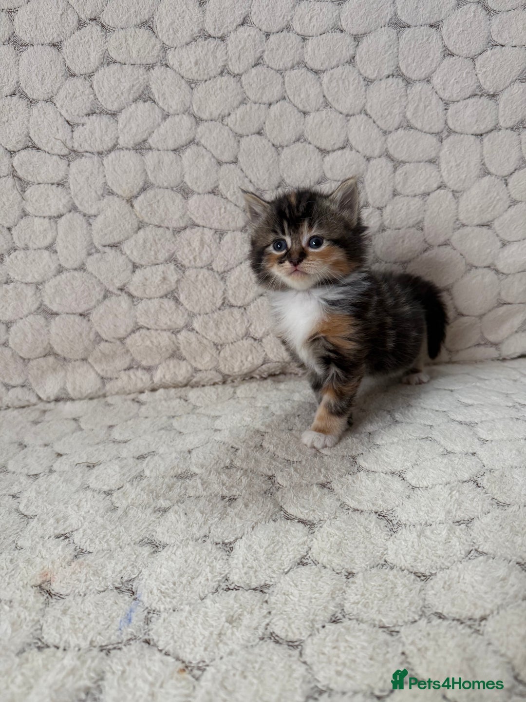 Mixed Breed cats for sale: 7 little kittens - Image 14
