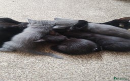 Mixed Breed cats for sale: Kittens * Just one black female now * - Image 10