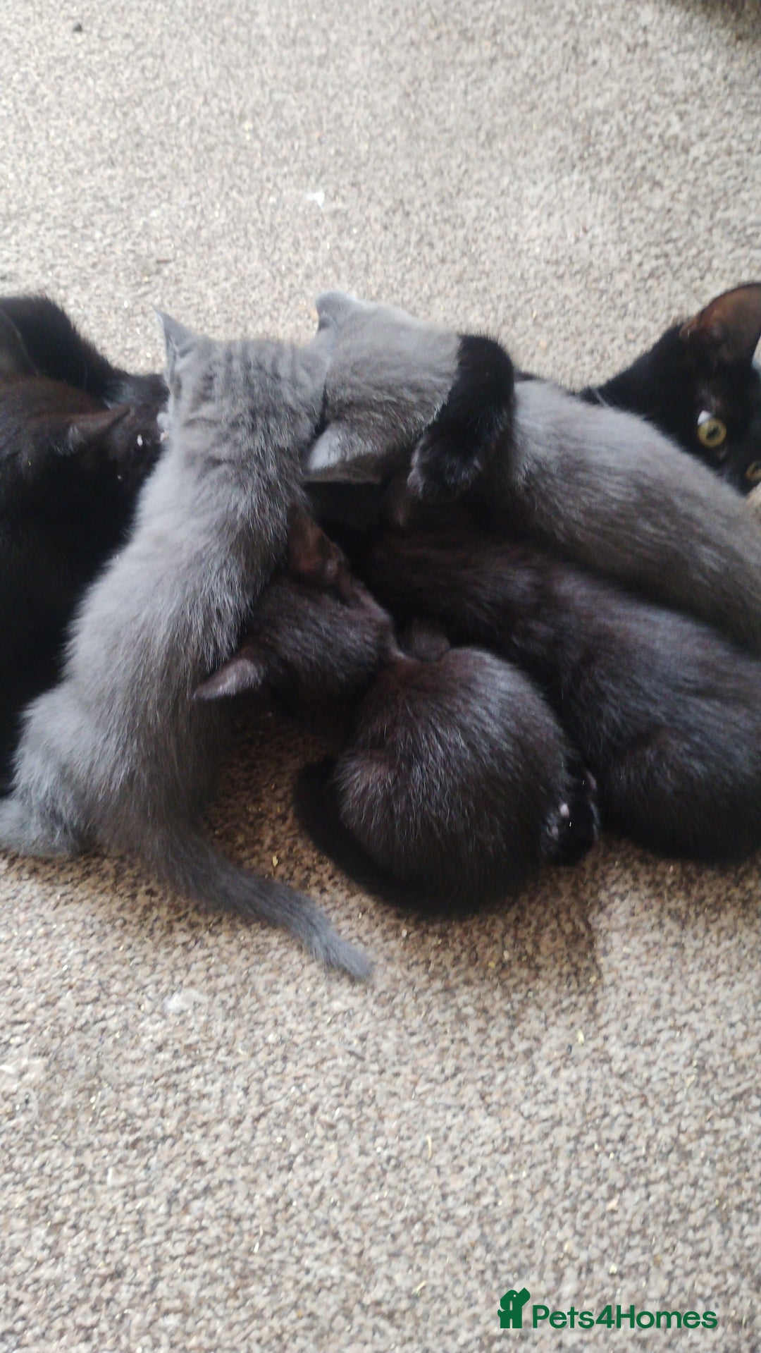 Mixed Breed cats for sale: Kittens * Just one black female now * - Image 10