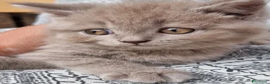 British Shorthair 2