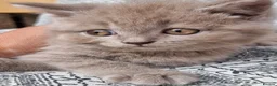 British Shorthair cats for sale: Amazing British Shorhair kittens for sale!!! - Advert 5