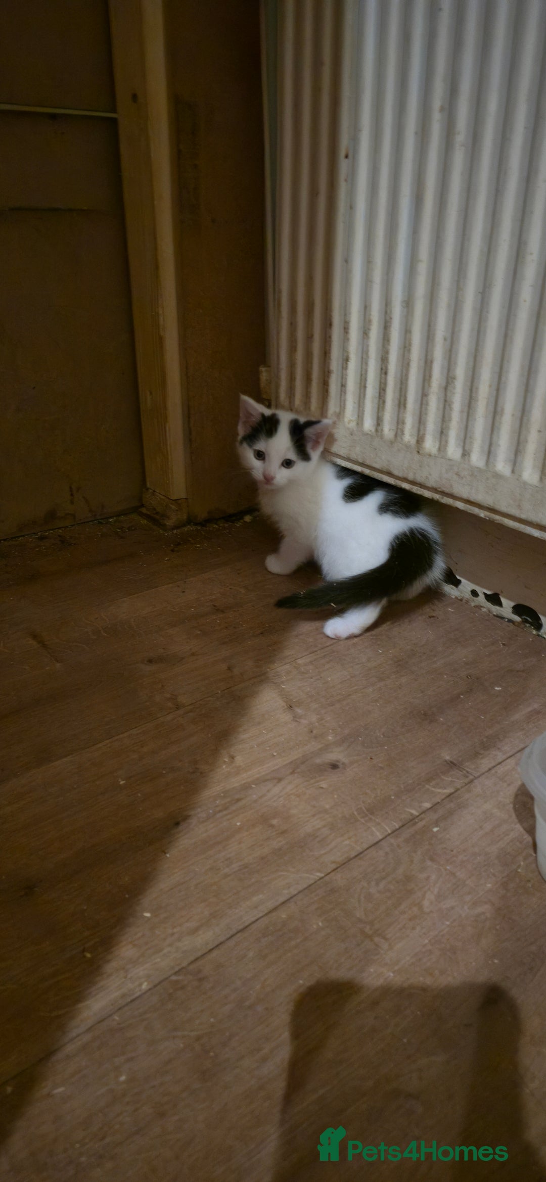 Mixed Breed cats for sale: 4 kittens left (microchipped) - Image 4