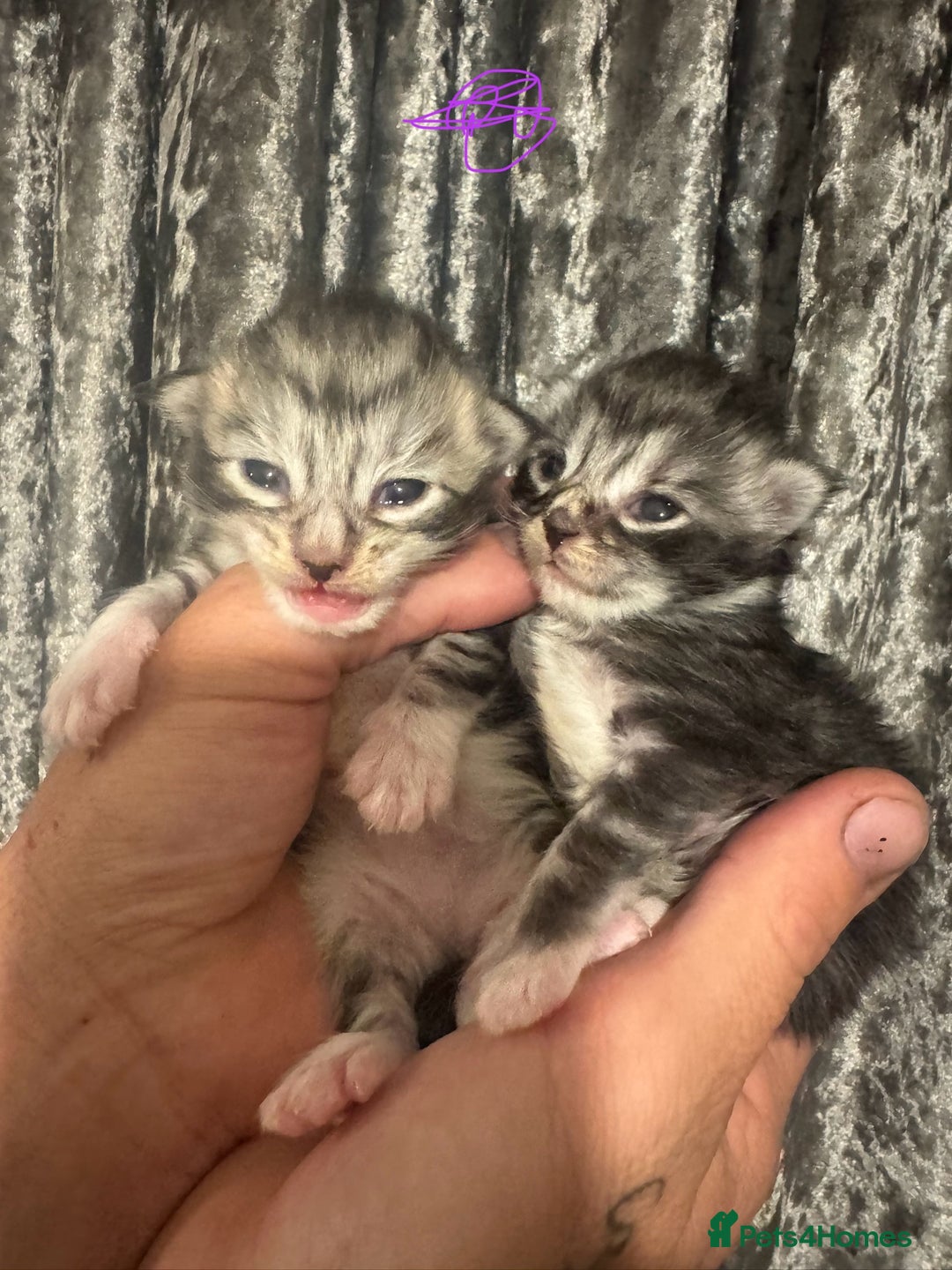 Maine Coon cats for sale: XXL Maine coons ready November  - Image 6