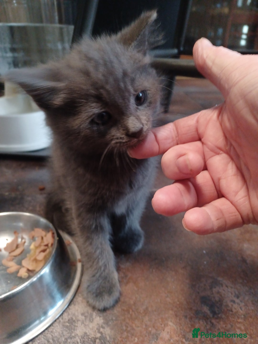 Mixed Breed cats for sale: Adorable cuddly kittens - Advert 14