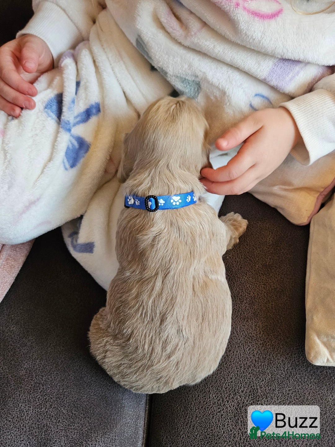 Cockapoo dogs for sale: F3b Cockapoo Puppies – DNA health tested - Advert 11