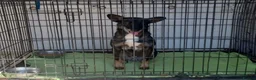 Mixed Breed dogs for adoption: 🐾 SCOUT - The Dog Who Refused to Give Up ❤️ - Advert 12