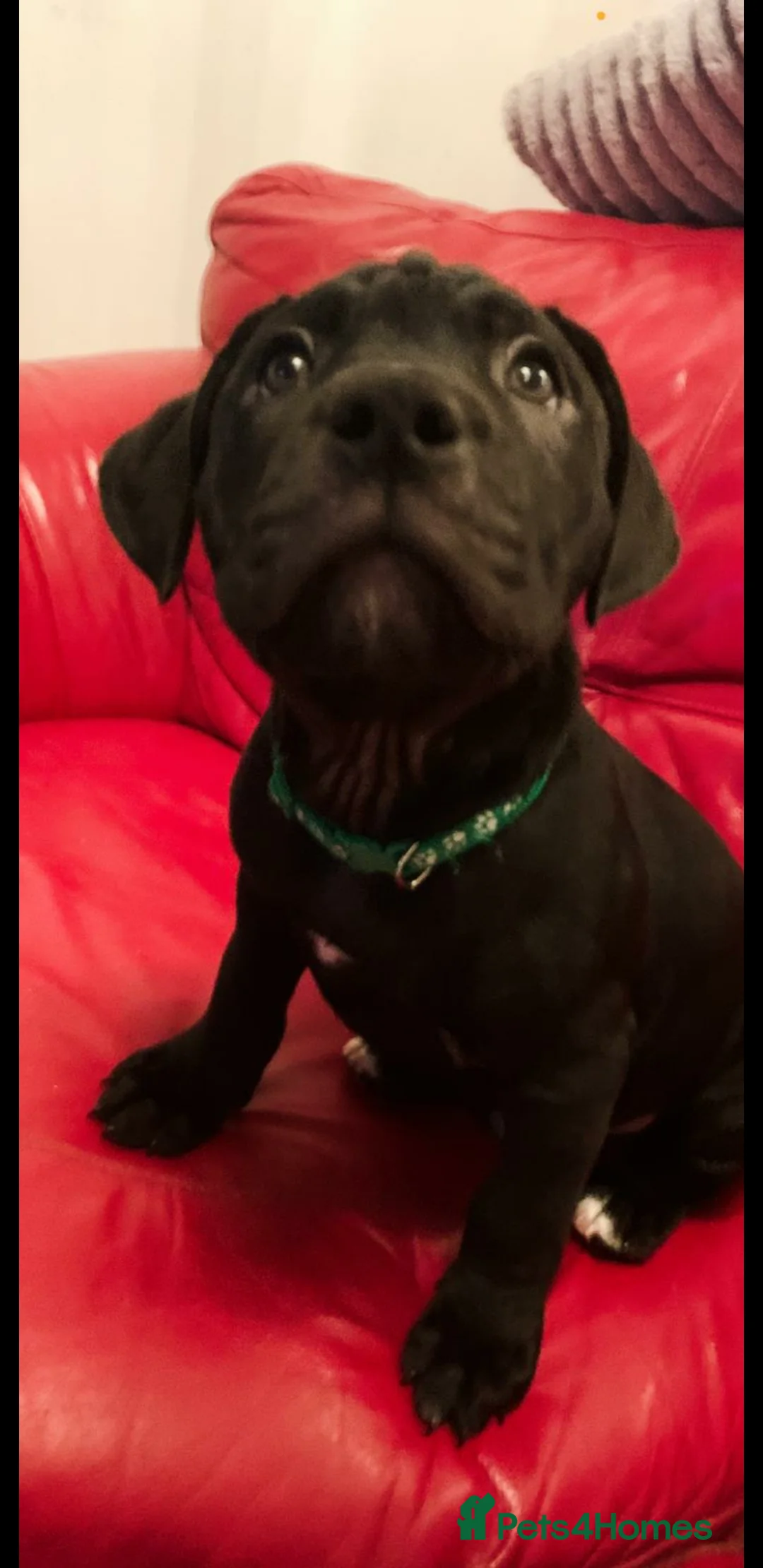 Mixed Breed dogs for sale: Cane corso x staff  - Advert 9