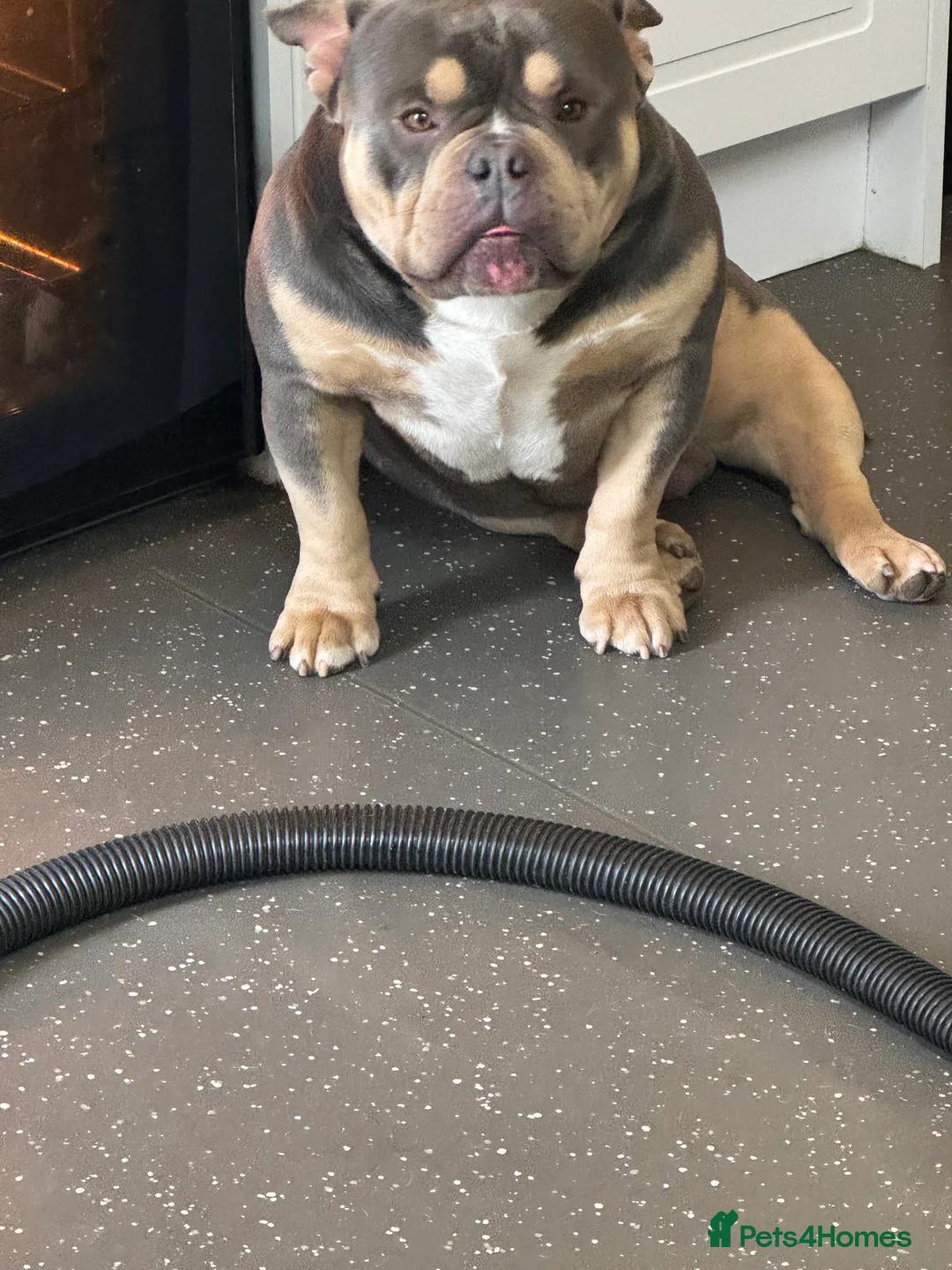 American Bully dogs for stud: Rollo American pocket bully for stud  - Advert 2