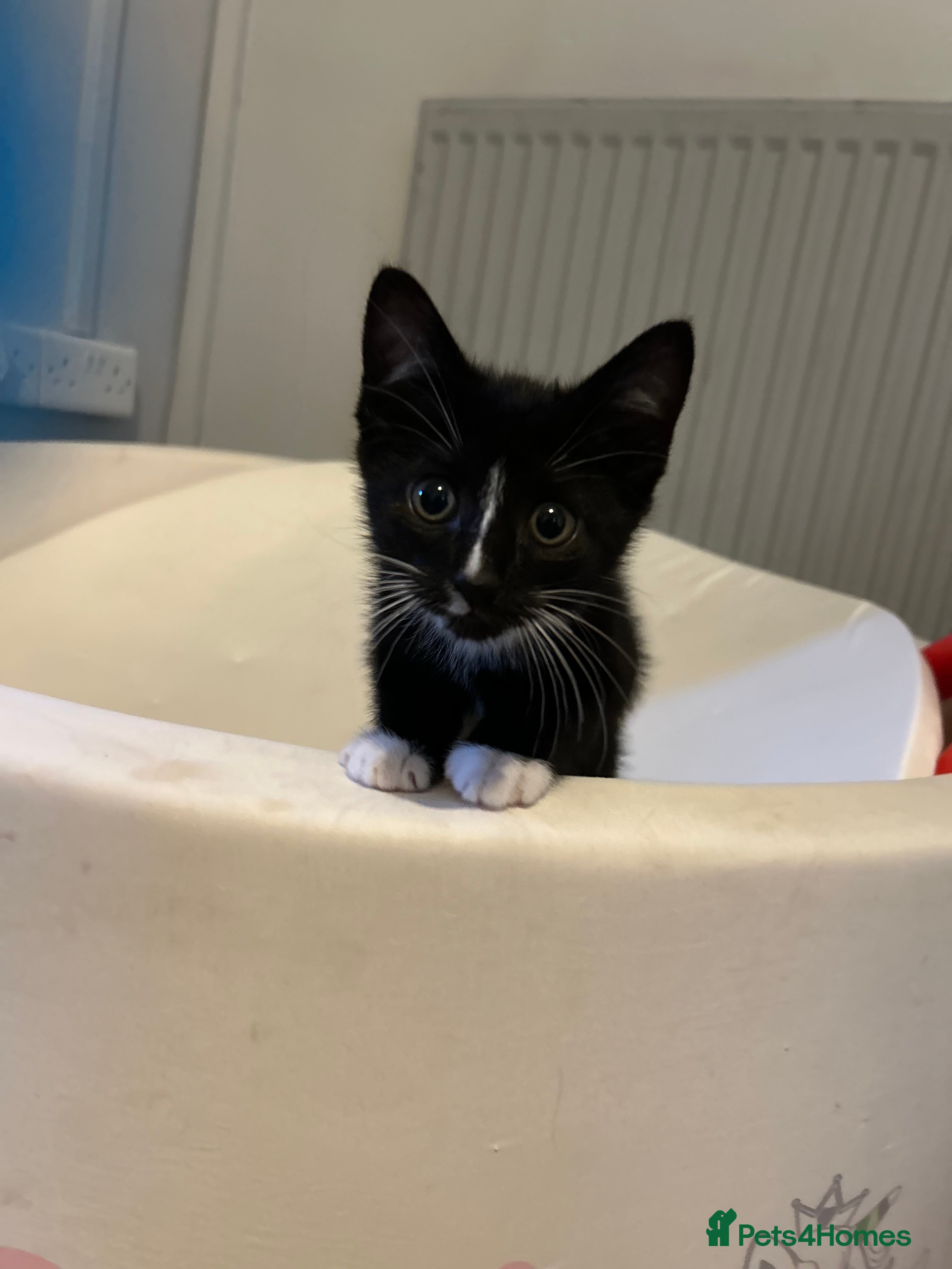 Mixed Breed cats Beautiful boy kitten  - Advert 17