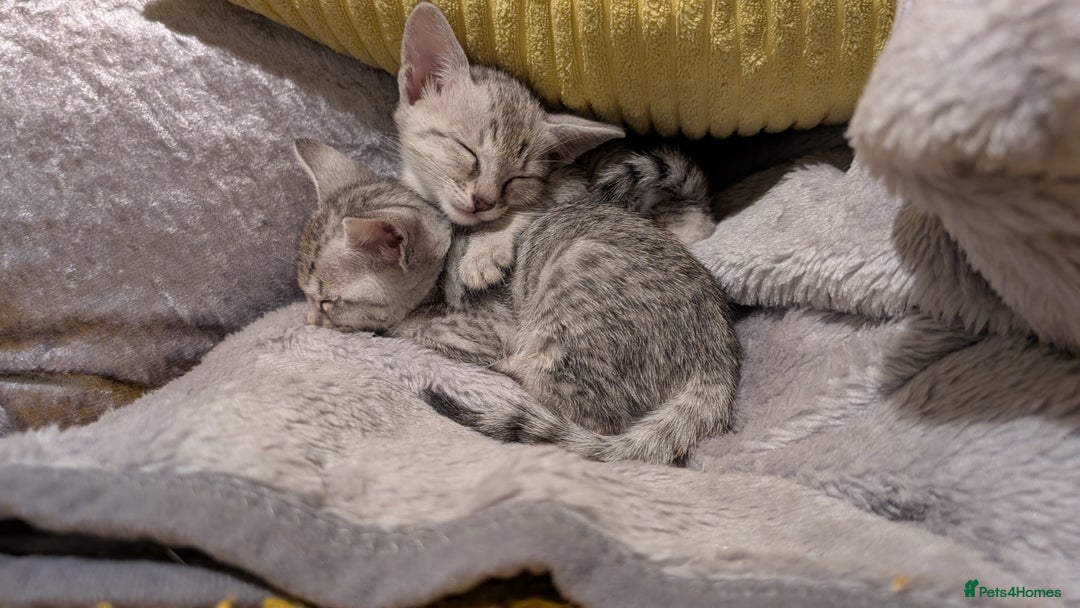 Savannah cats for sale: Snow leopard Savannah F6 kittens  - Image 8