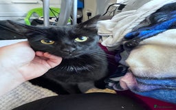 Mixed Breed cats for adoption: FREE rescue cats  looking for a new home  - Image 7