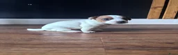 Jack Russell dogs for sale: 🐶 Beautiful Jack Russell Puppy for Sale 🐶 - Advert 32