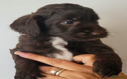 Sproodle dogs for sale: Gorgeous Chocolate Sproodle Puppies - Image 1