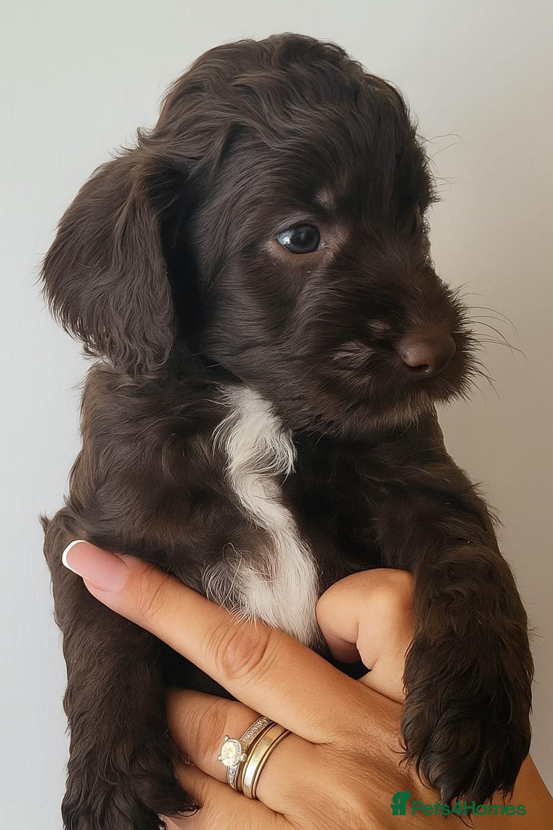Sproodle dogs for sale: Gorgeous Chocolate Sproodle Puppies - Image 1