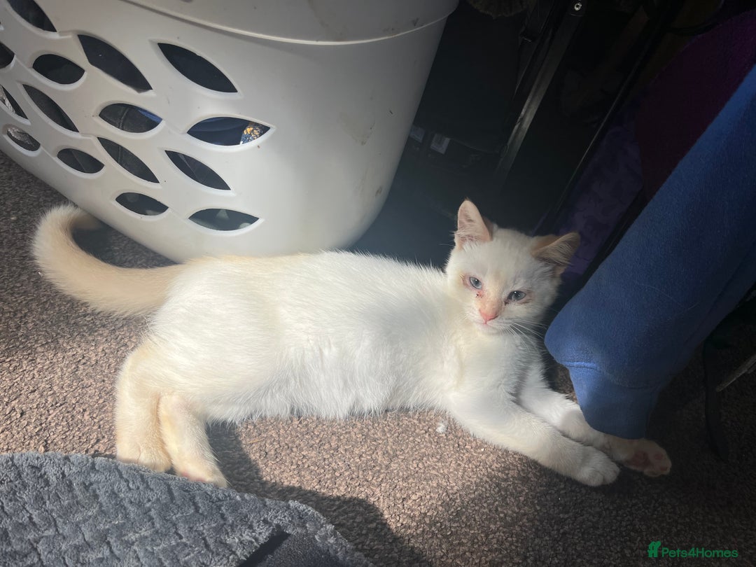 Mixed Breed cats for sale: Gorgeous white male kitten looking for a new home - Image 2