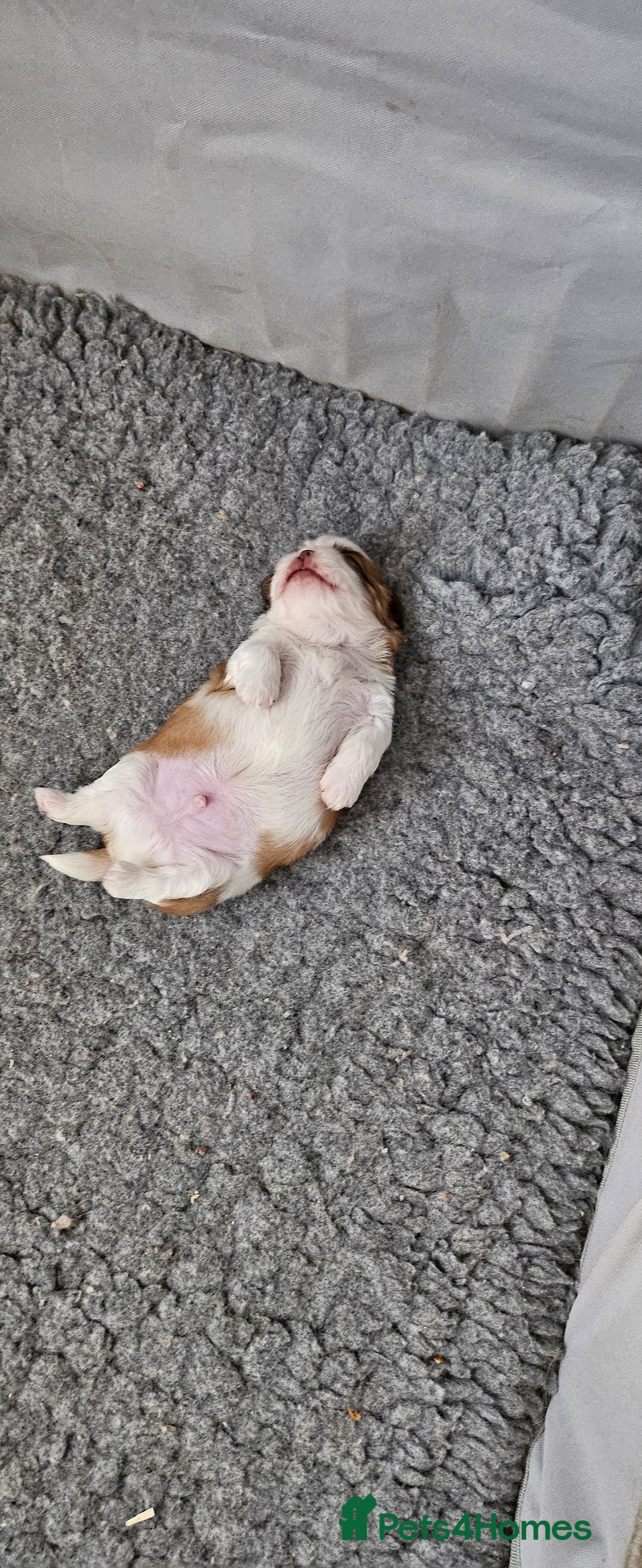 Mixed Breed dogs for sale: 4 beautiful little puppies chihuahua/shih tzu X - Advert 21