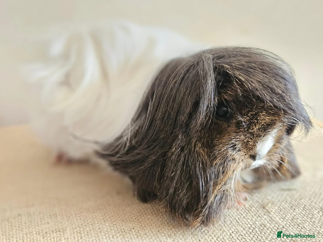 Guinea Pig rodents for sale: Various adult female guinea pig sows - Advert 2