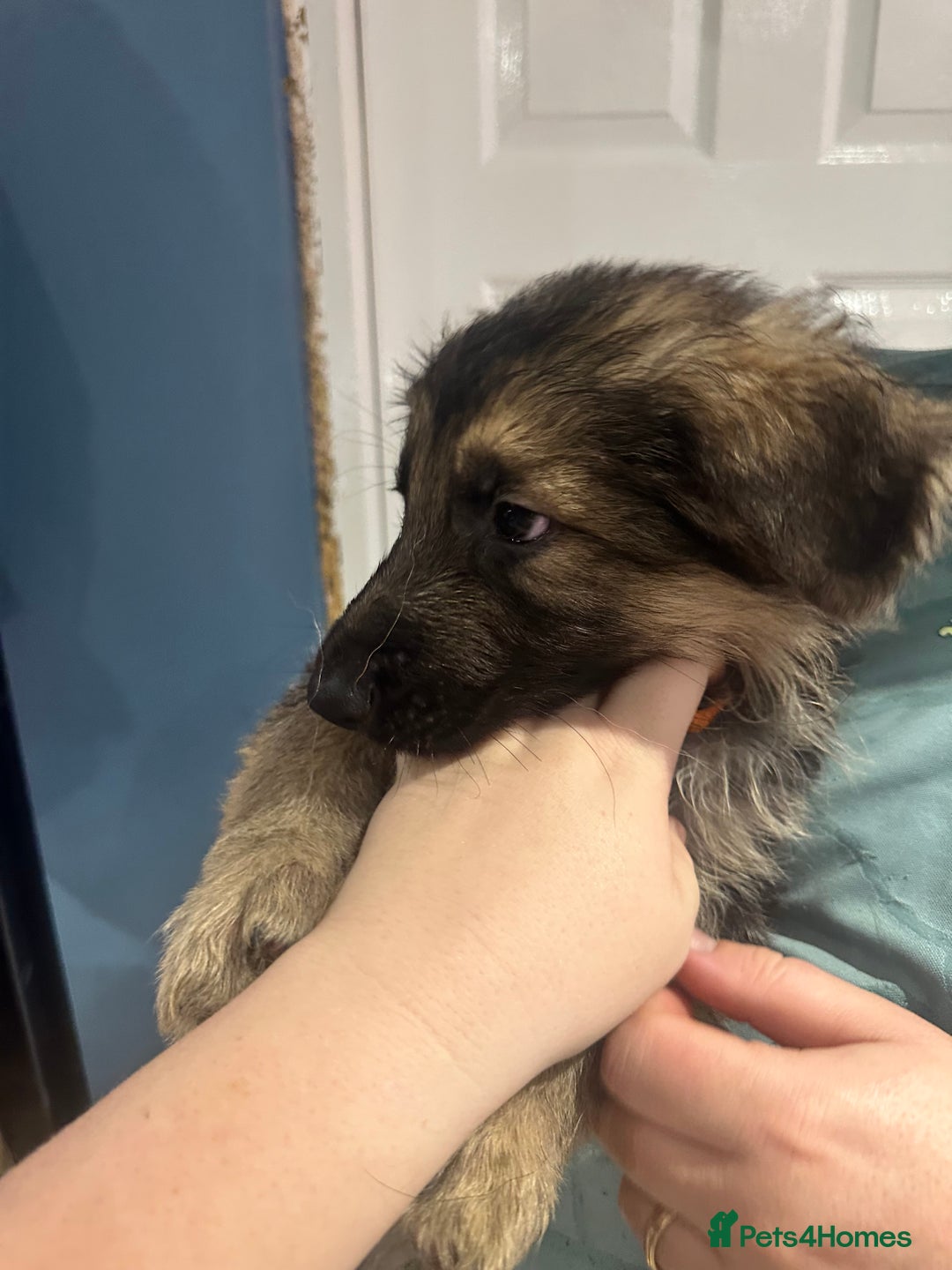 German Shepherd dogs for sale: German Shepherd puppies *Open to sensible offers* - Advert 18