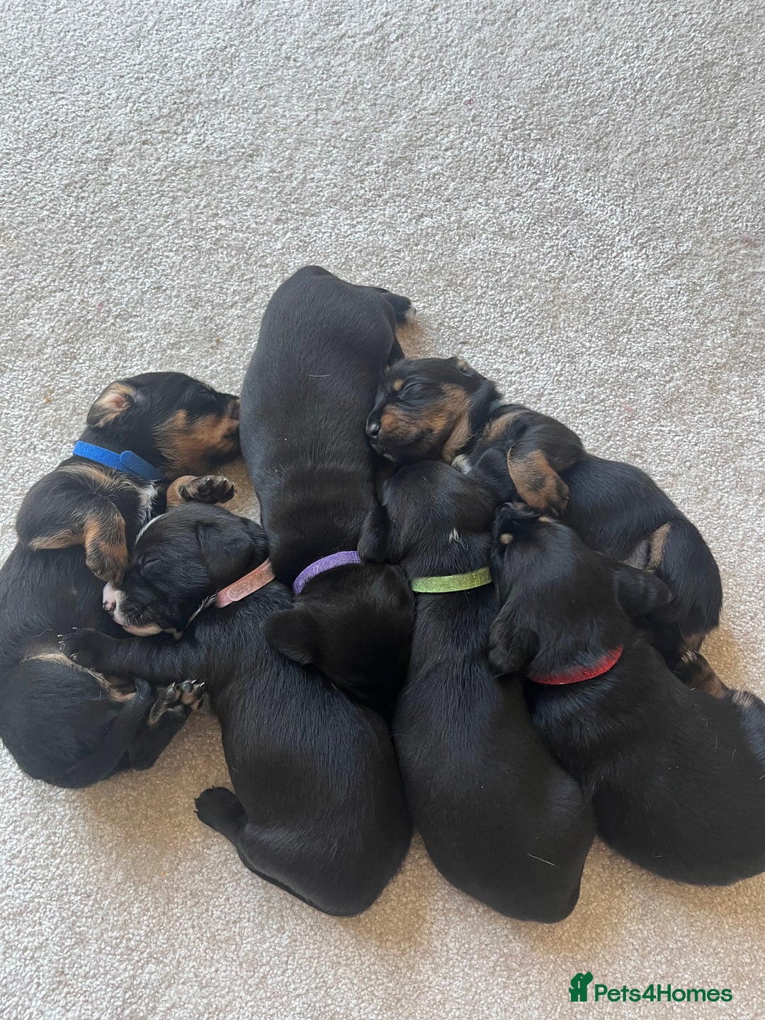 Mixed Breed dogs for sale: Dalmatian x dachshund  - Advert 1