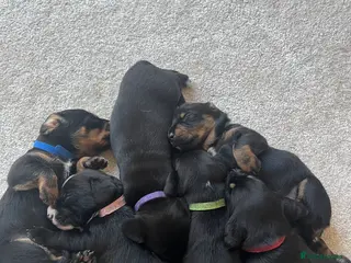 Mixed Breed dogs Dalmatian x dachshund - Advert 1