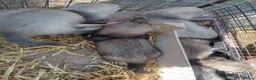 Ferret rodents for sale: Half micro ferrets males and females - Advert 4