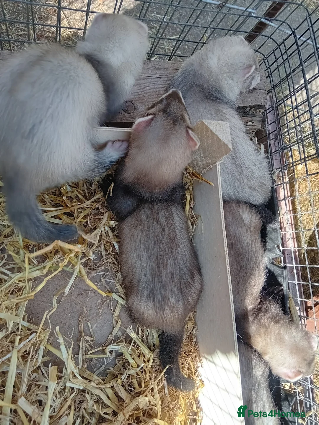 Ferret rodents for sale: Half micro ferrets males and females - Advert 4