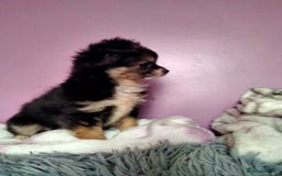 Chihuahua dogs for sale: Tiny Tiny chihuahuas  - Image 2