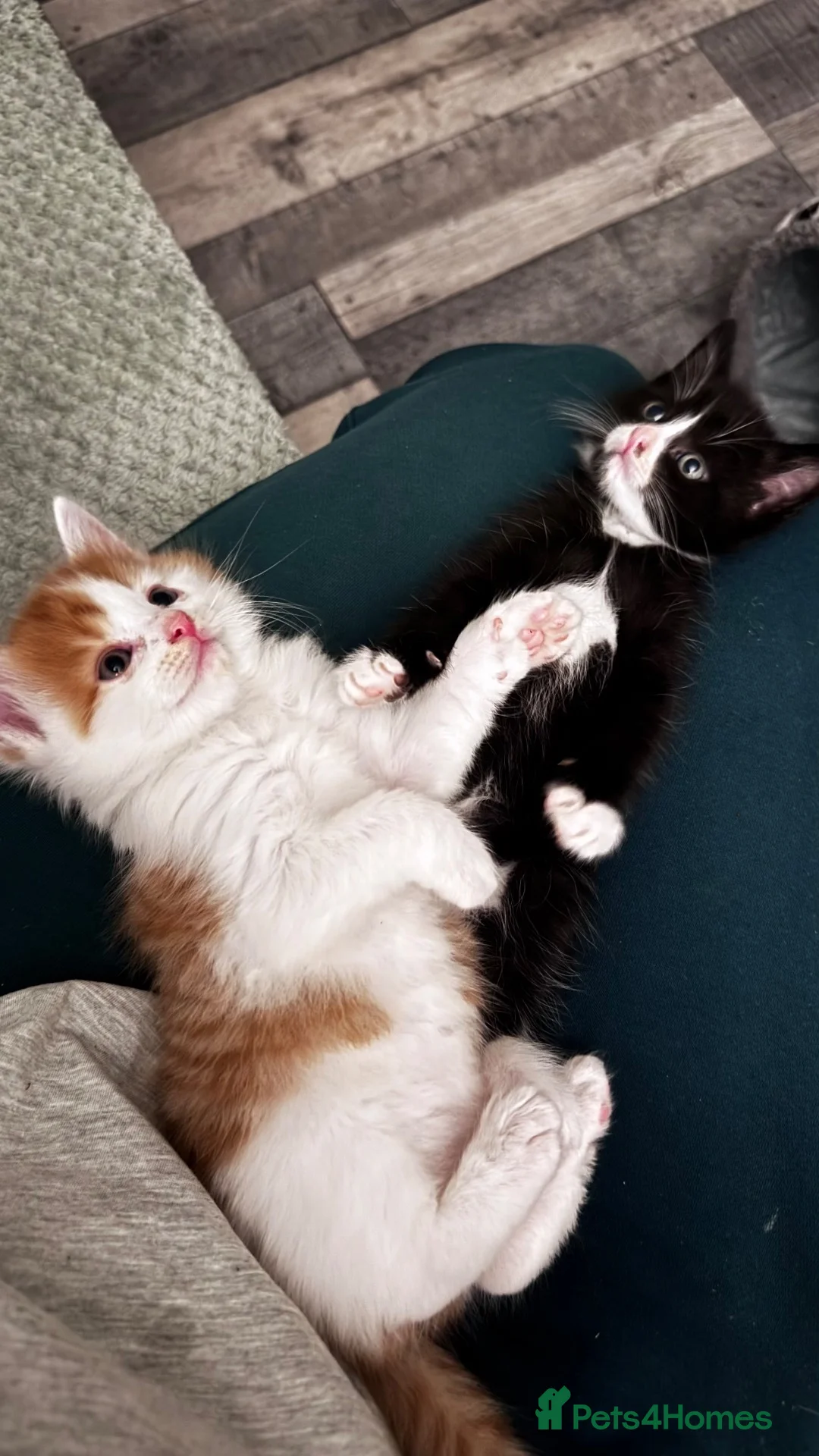 Mixed Breed cats for sale: Little boy ready for a new home - Advert 5