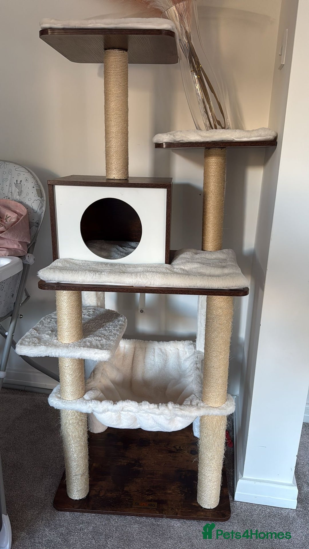 Ragdoll cats for adoption: Pedigree Ragdoll - Skye - Advert 8