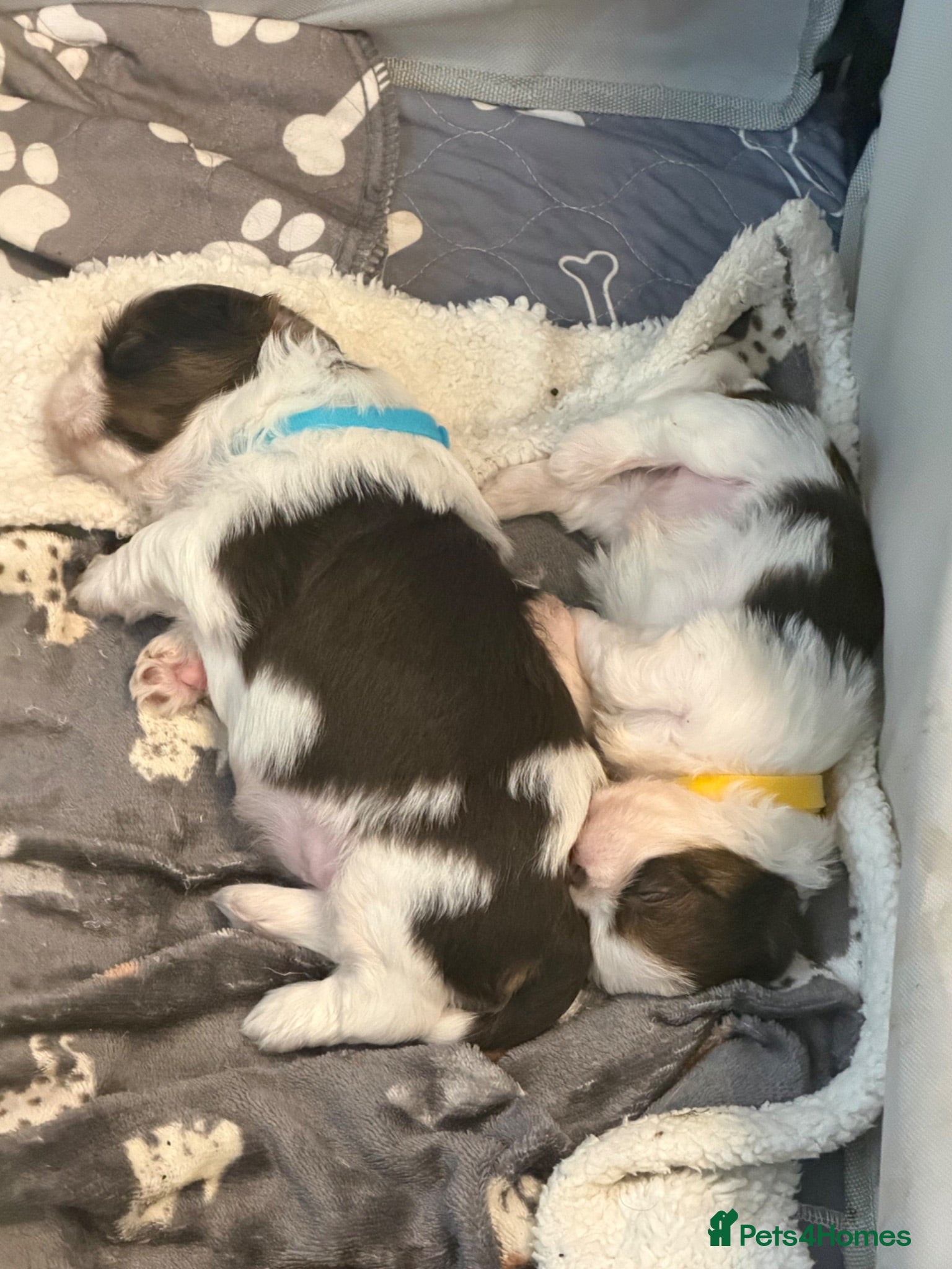 Shih Tzu dogs Karashishi Full KC imperial Shih-Tzu pups for sale - Advert 2