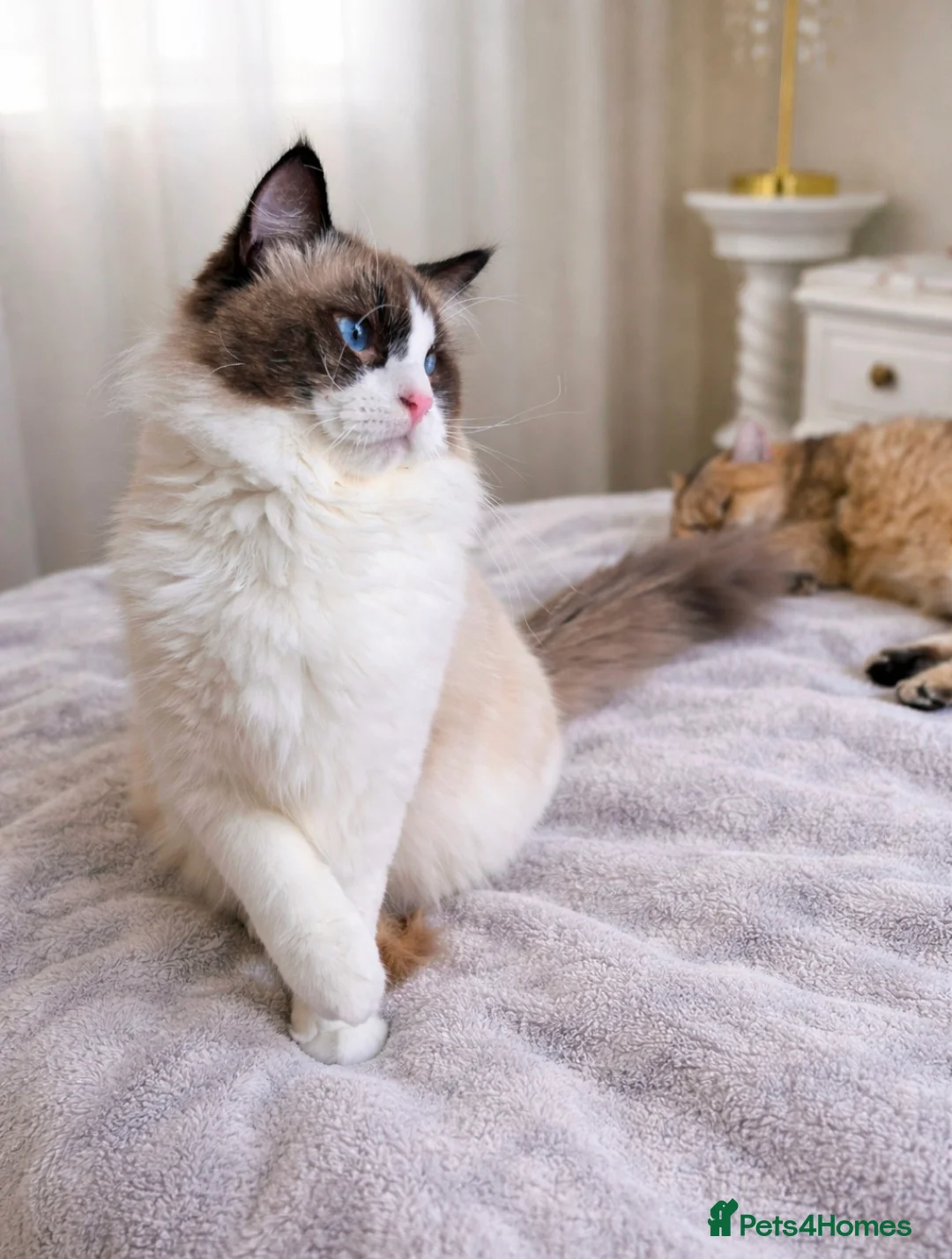 Ragdoll cats for sale: Premium Seal Bicolour  Ragdoll Boys 💖💖💖 - Advert 2