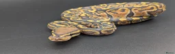 Python Snake reptiles for sale: Rack system with royals  - Advert 16