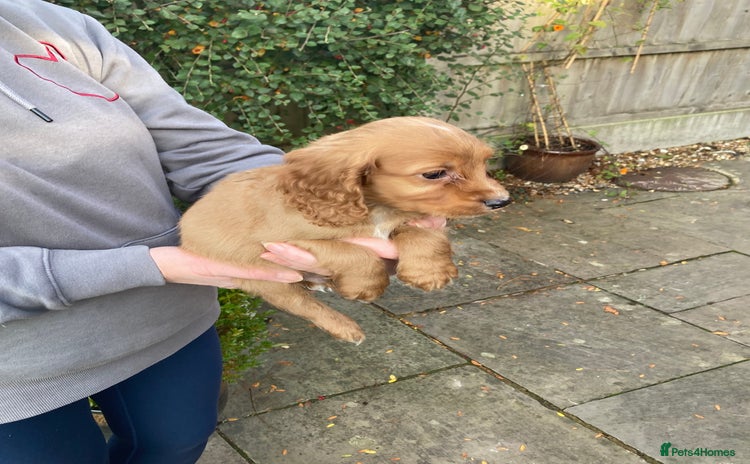 Cocker Spaniel dogs - Advert 2