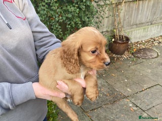 Cocker Spaniel dogs - Advert 33