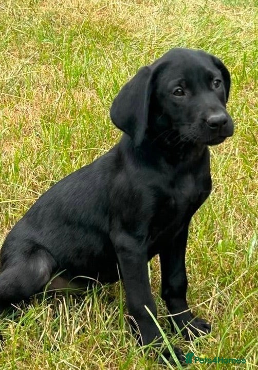 Labrador Retriever dogs Stunning KC reg pups from working parents - Advert 2