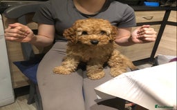 Cavapoo dogs for sale: Cavapoo F1b girl puppy reduced as a small hernia  - Image 4