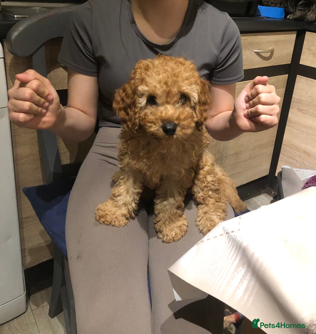 Cavapoo dogs for sale: Cavapoo F1b girl puppy reduced as a small hernia  - Image 4