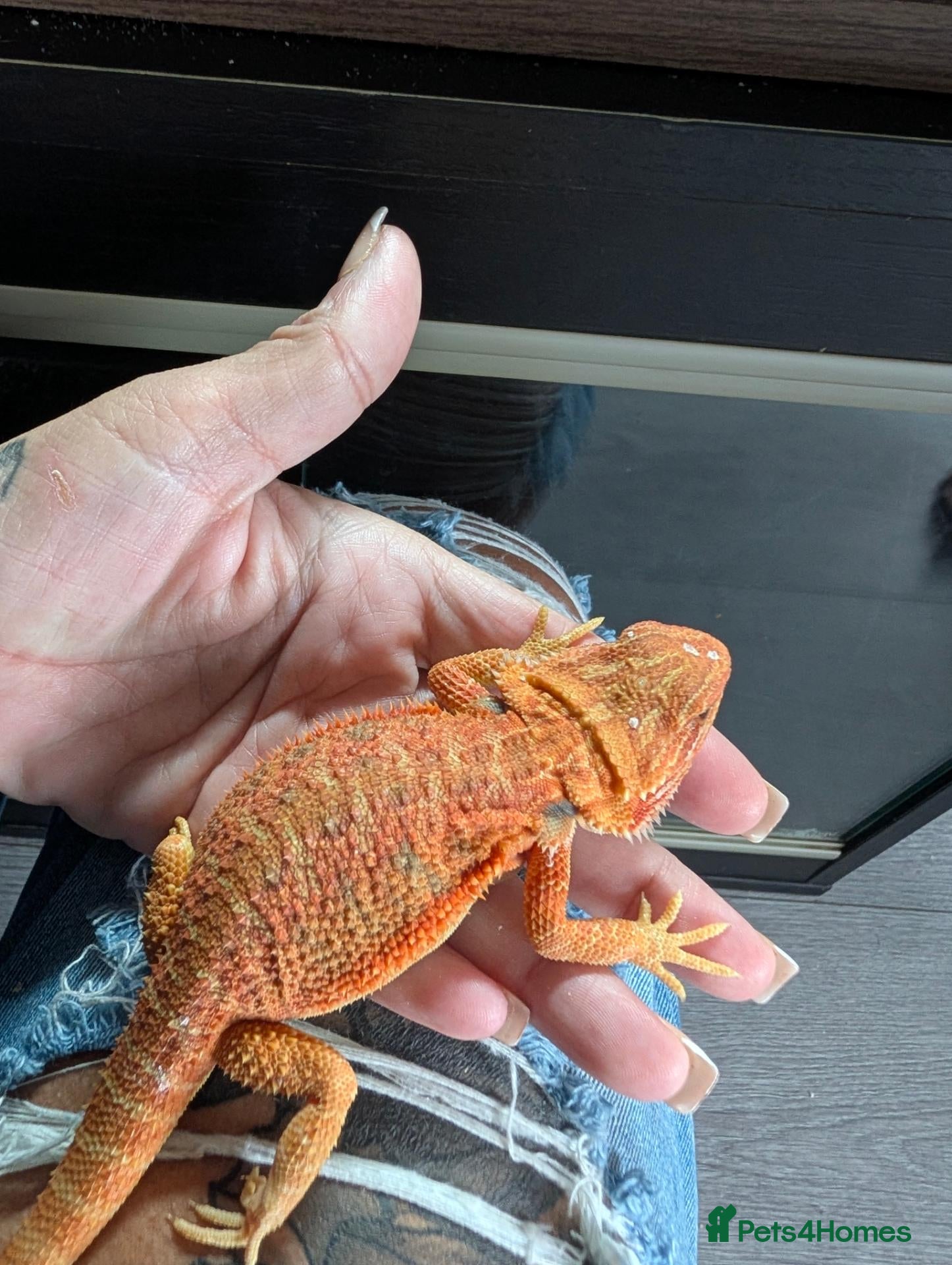 Bearded Dragon reptiles Reduced for good homes  - Advert 1