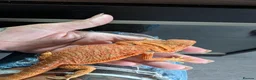 Bearded Dragon reptiles for sale: Reduced for good homes  - Advert 1