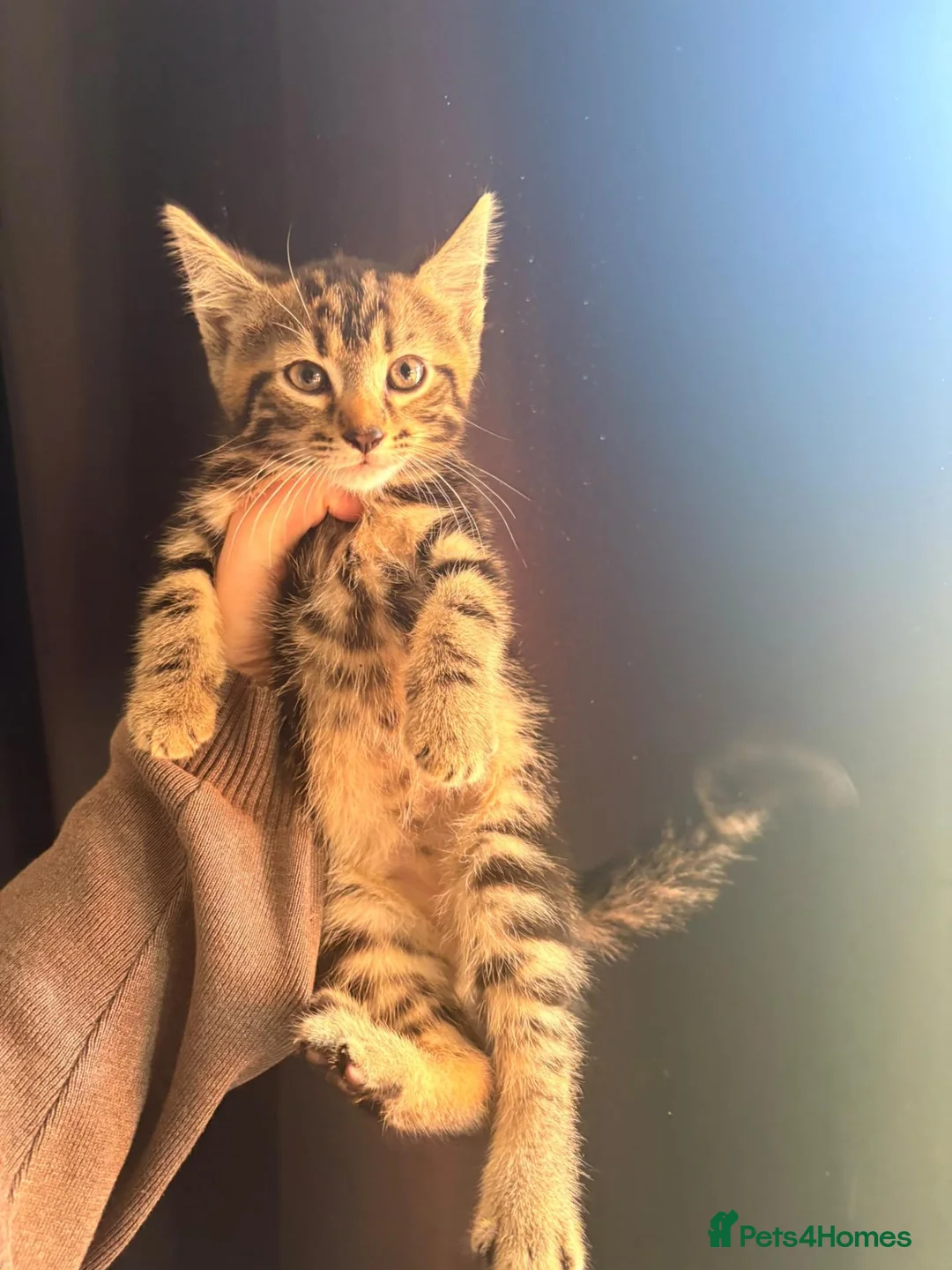 Mixed Breed cats for sale: Tabby kitten - Advert 1