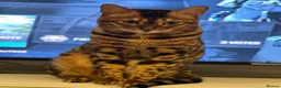 Bengal cats for sale: Lovely 4 year old bengal for rehoming in Twickenham - Advert 3
