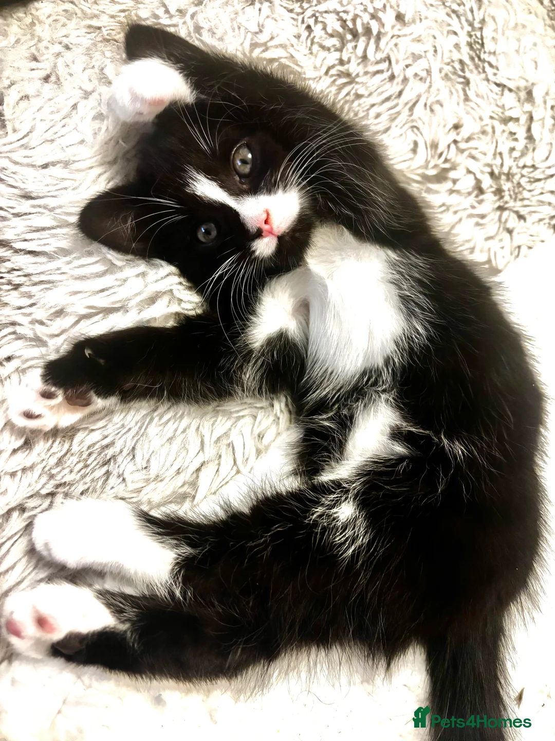 Mixed Breed cats for sale: Fluffy, playful kittens - Advert 15